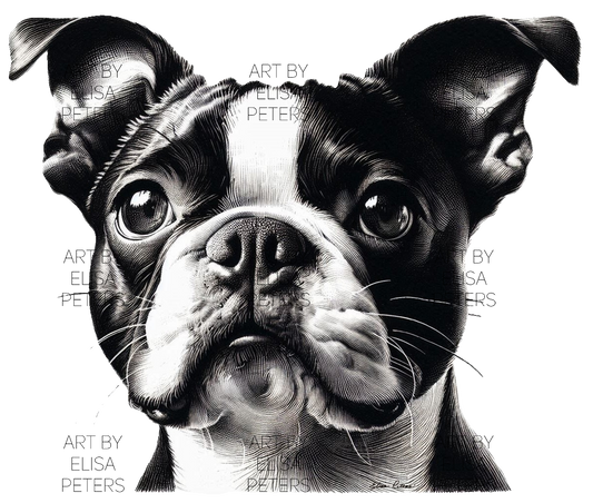 Boston Terrier BT001