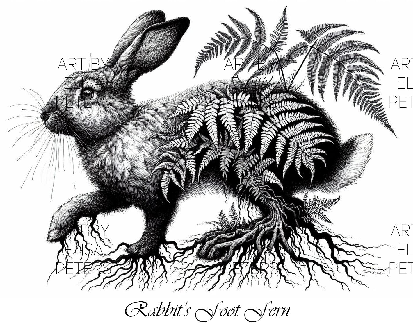 Rabbit's Foot Fern FAN002