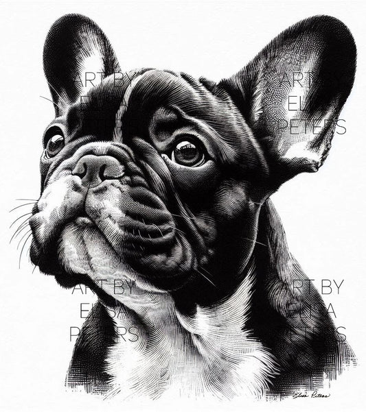 French Bulldog FR003