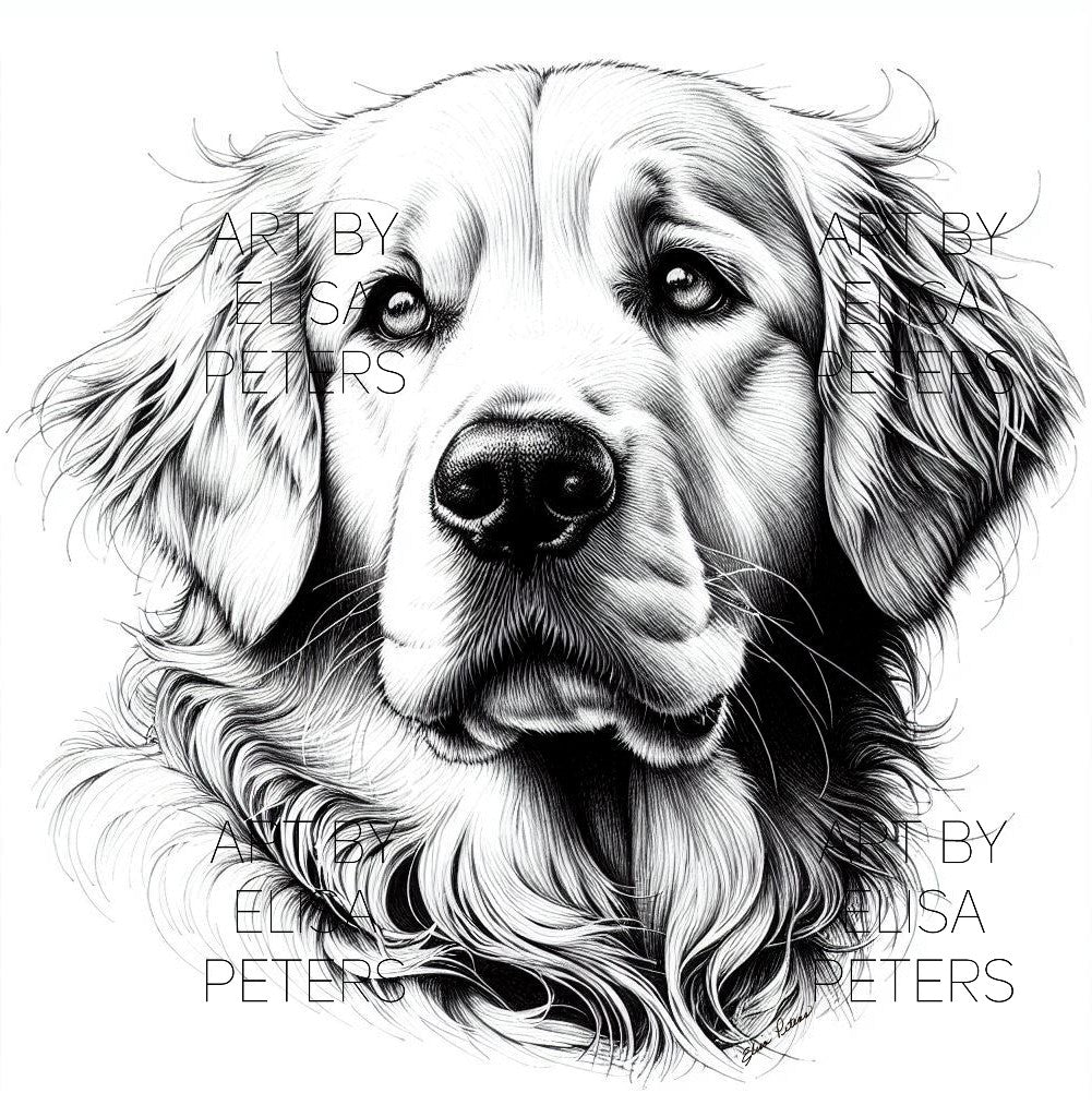 Golden Retriever GR023