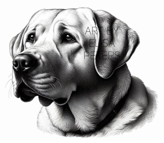 Labrador Retriever LAB006