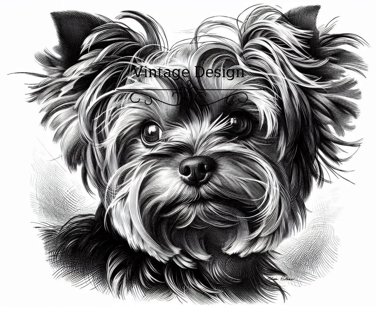 Yorkshire Terrier YK001